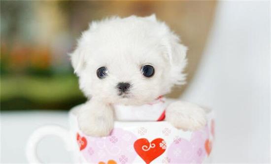迷你茶杯犬长不大吗？背后是生不如死！