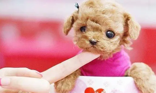 茶杯犬不能吃什么东西？一定要看仔细