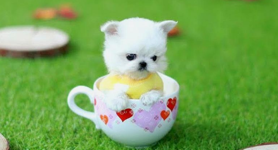 茶杯犬是怎么来的？看了后知道！