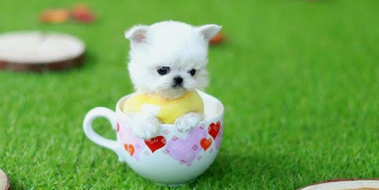 茶杯犬怎么养？方法一定要对