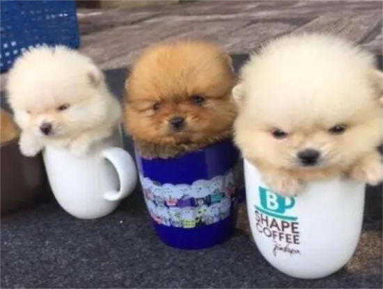 茶杯犬能吃棒棒糖和巧克力吗？看这里~