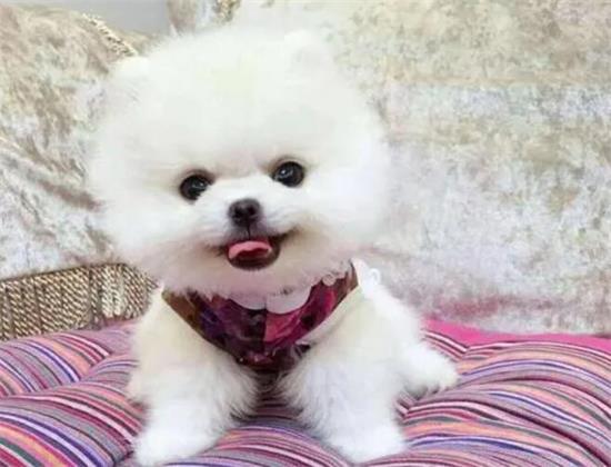 茶杯犬能吃葡萄吗？说了你别不信