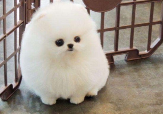 你们有了解过，迷你茶杯犬长不大吗？