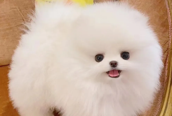 茶杯犬喂食的三大禁忌是什么？主人要了解下