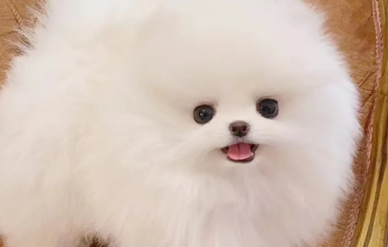 怎么养茶杯犬？茶杯犬的生活习性？