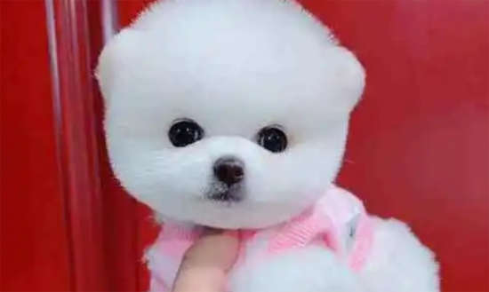 白色茶杯犬价格一般是多少？答案在这里