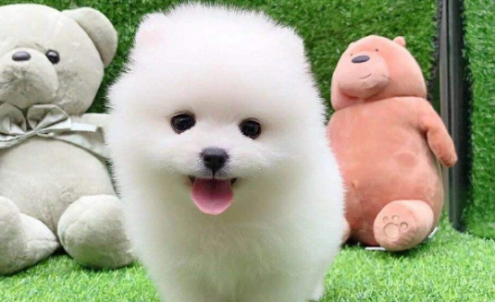茶杯犬怎么训练跳跃运动？教你几招