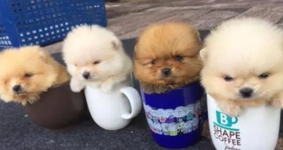 长不大的茶杯犬能活多久