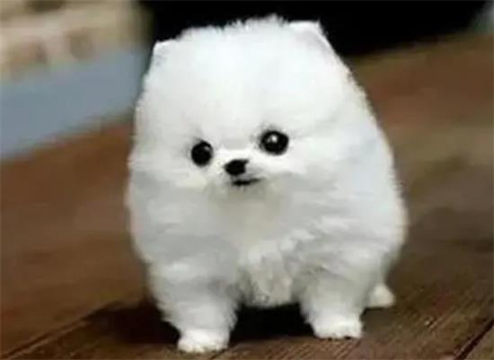 茶杯犬价格多少钱一只
