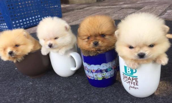 茶杯狗一般能活多久呀