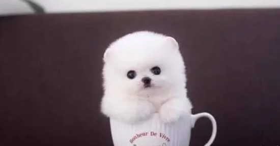 普通茶杯犬多少钱一只