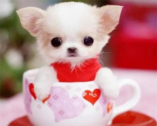 茶杯犬专卖店在哪里