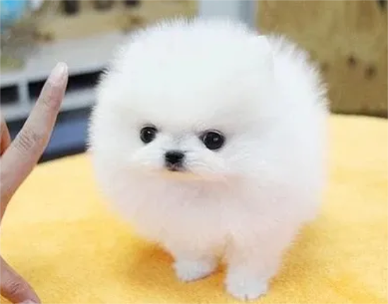 茶杯犬真的长不大吗