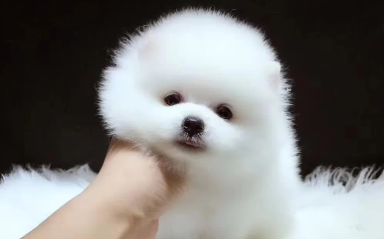茶杯犬掉毛吗