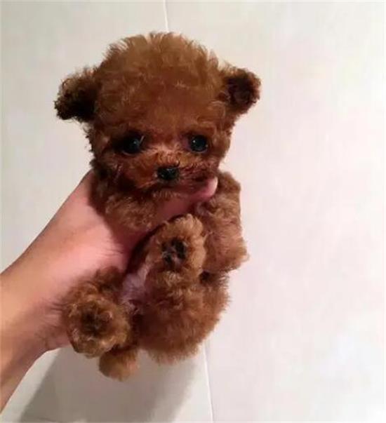 茶杯泰迪犬能活多久