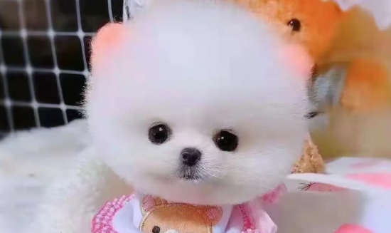 茶杯犬是什么样子的呢