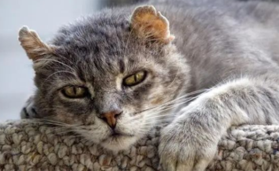 猫咪去世了，尸体处理的正确做法