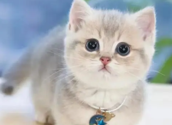 曼基康猫性格怎么样？你关心的都在这里