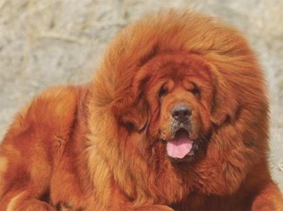比特犬很厉害？这些狗狗也不差！