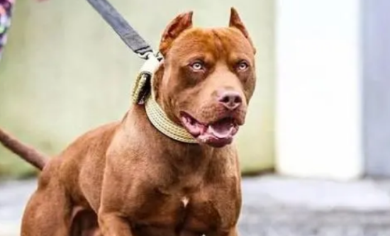 比特犬可以当宠物养吗？饲养要注意这些！