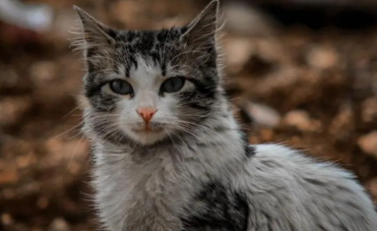 褴褛猫生产前要准备哪些东西？不懂的朋友来看看~