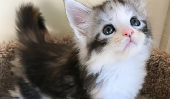 滥褛猫和缅因猫的区别