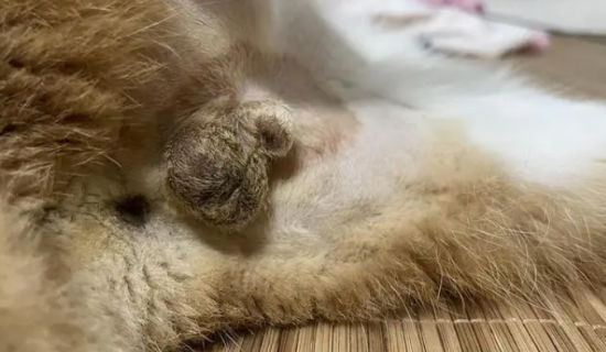 公猫绝育后特别凶怎么回事？来看看