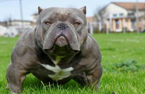 美国恶霸犬是什么狗
