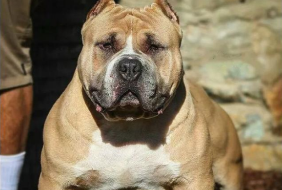 美国恶霸犬怎么刷牙？多久刷一次？可以来看看！