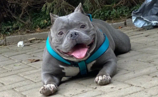 恶霸犬是大型犬吗