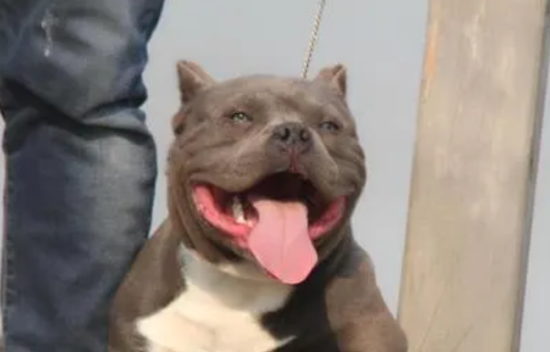 美国恶霸犬幼犬怎么驱虫？想知道的来看看！