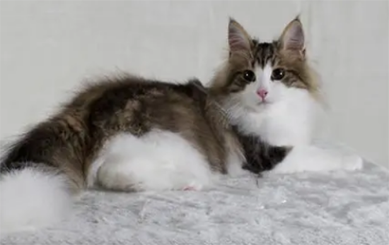 挪威森林猫小时候