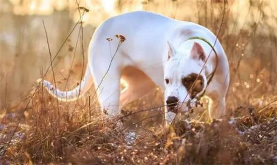 购买阿根廷杜高犬的注意事项