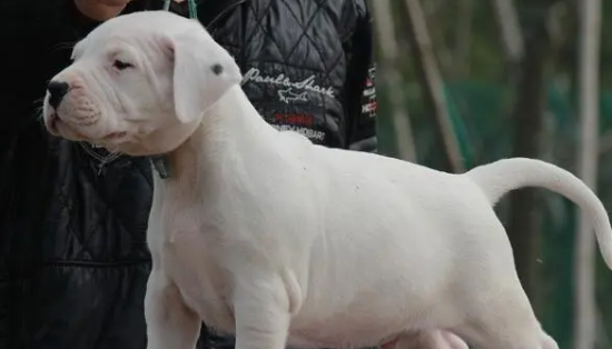 杜高犬性格有什么特点？真相竟然是这样的