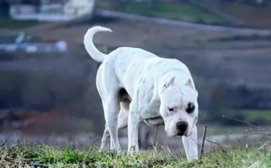 宠主们，快来了解杜高犬长到几岁时体型最大？