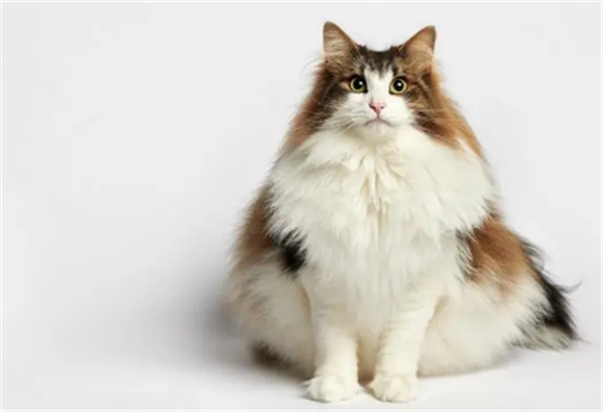 挪威森林猫最好看的颜色