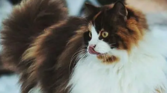 挪威森林猫怎么看品相？想养的人看过来