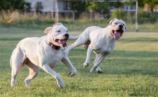 阿根廷杜高犬什么时候产仔