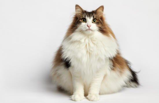 挪威森林猫要注意的健康问题？