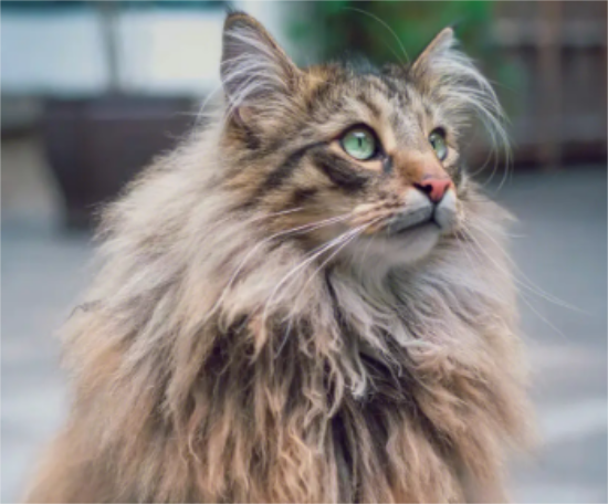 挪威森林猫握手怎么训练？想养的看过来