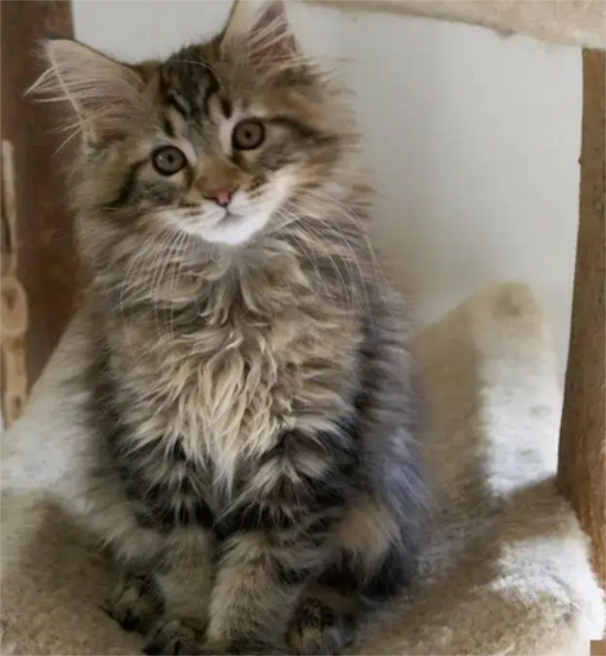 长毛田园猫和挪威森林猫傻傻分不清？我来教你方法！