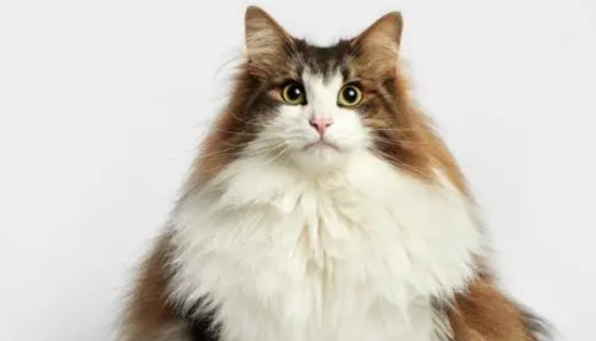 小编来告诉你，挪威森林猫和缅因猫的区别有哪些？
