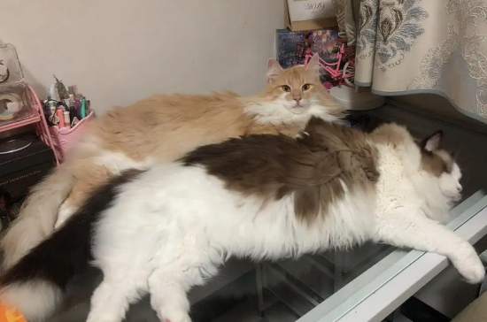 挪威森林猫绝育后需要怎么护理呢？护理要点已收集