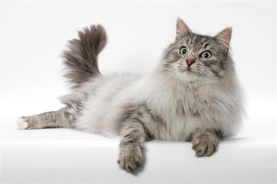挪威森林猫是否粘人
