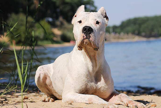 杜高犬吃什么狗粮好？来了解下吧