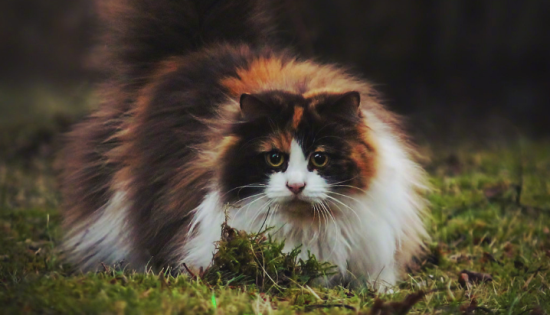 挪威森林猫多少钱一只