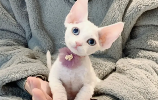 德文卷毛猫怎么看纯不纯