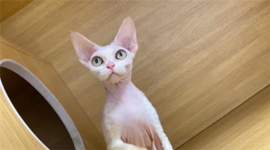 德文母猫粘人吗