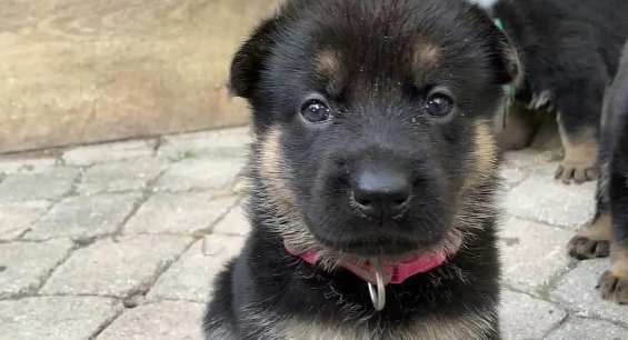 德牧幼犬多少钱一只纯种
