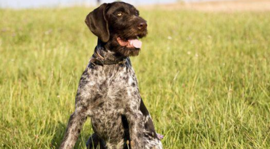 沙克犬与灵提犬的区别